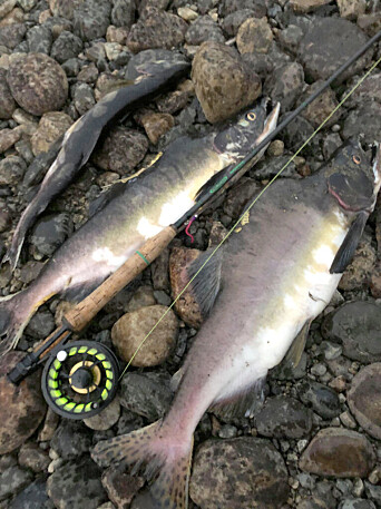 <span class=" italic" data-lab-italic_desktop="italic">Laksen ble tatt på nymfer og fluestang, men er langt fra så artig å fiske som ordinær laks. Fisken skal destrueres etter at de er drept, men det kan by på visse problemer.</span> <span class=" italic" data-lab-italic_desktop="italic">Laksen ble tatt på nymfer og fluestang, men er langt fra så artig å fiske som ordinær laks. Fisken skal destrueres etter at de er drept, men det kan by på visse problemer.</span>