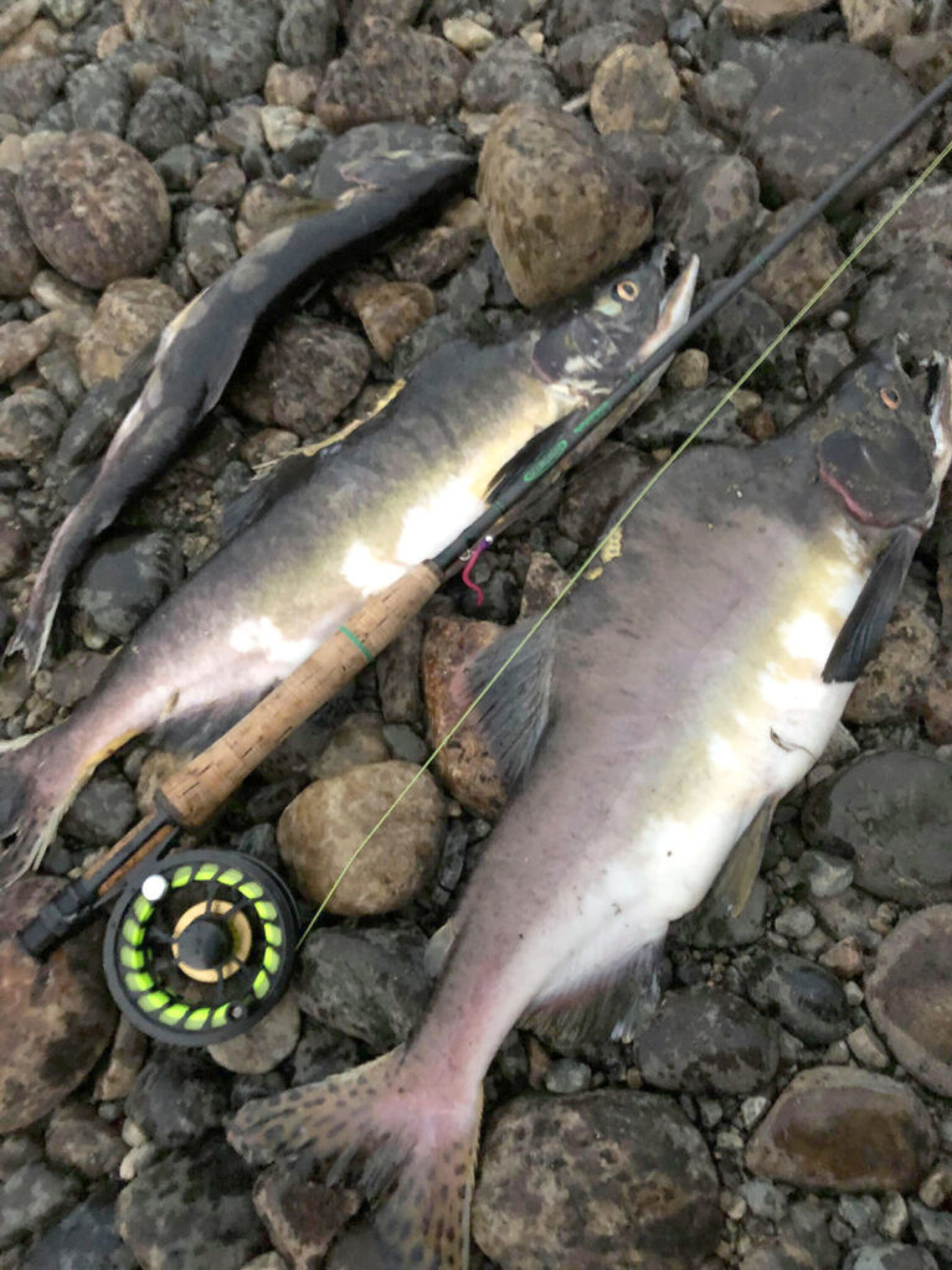 Laksen ble tatt på nymfer og fluestang, men er langt fra så artig å fiske som ordinær laks. Fisken skal destrueres etter at de er drept, men det kan by på visse problemer.