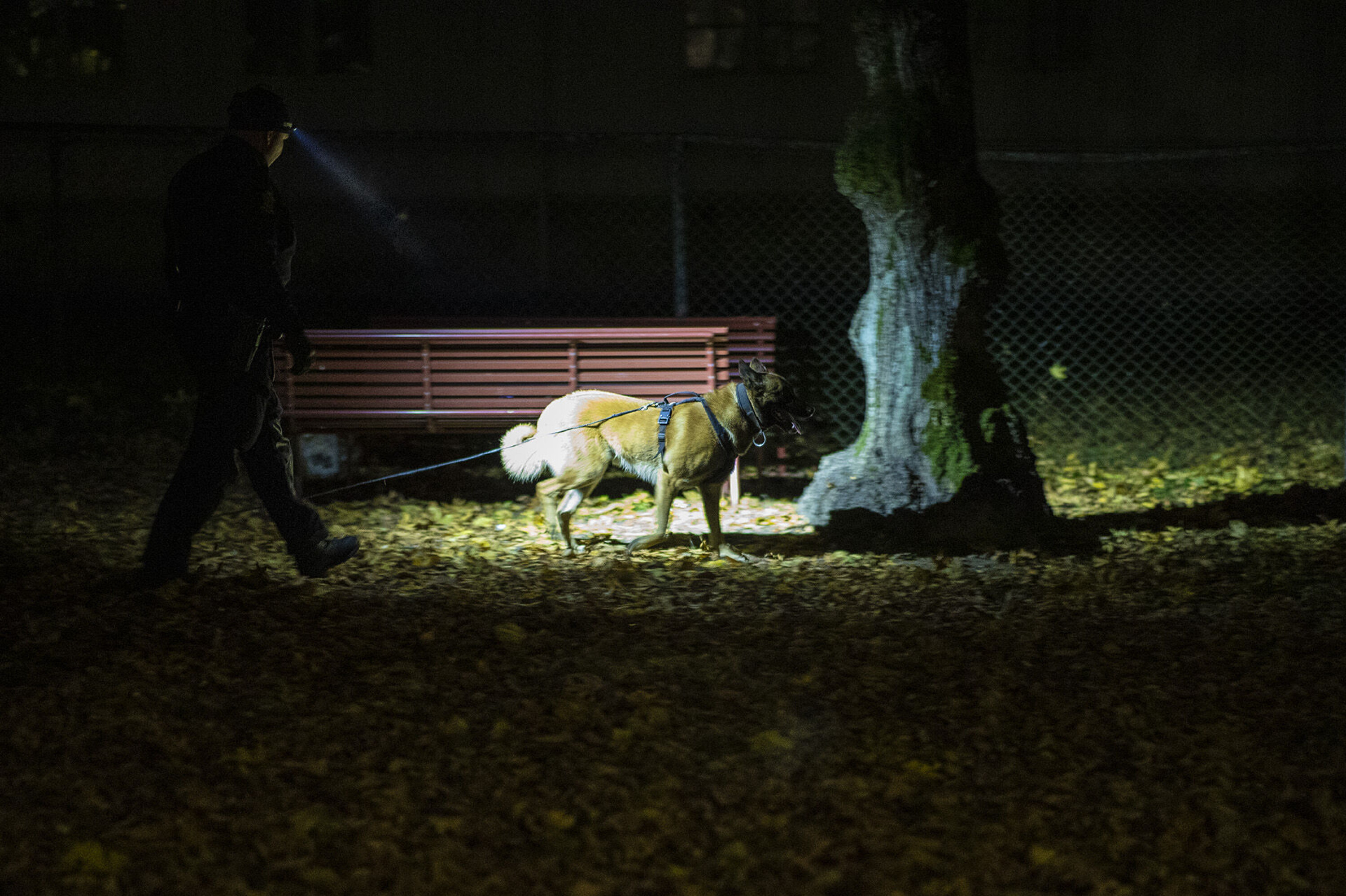 HUNDESØK: Politiets hundepatrulje gjorde et lengre søk på Strømsø, men uten resultat.