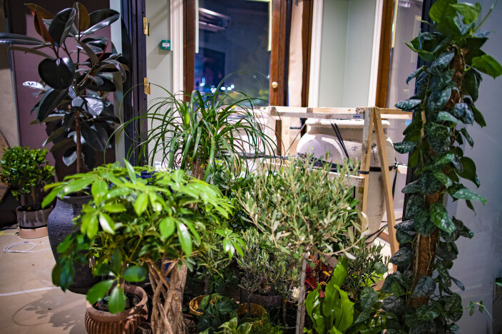 <span class=" italic" data-lab-italic_desktop="italic"><span class=" font-weight-bold" data-lab-font_weight_desktop="font-weight-bold">GRØNT OG FRODIG:</span> Mange planter har ankommet for å freshe opp lokalene.</span> <span class=" italic" data-lab-italic_desktop="italic"><span class=" font-weight-bold" data-lab-font_weight_desktop="font-weight-bold">GRØNT OG FRODIG:</span> Mange planter har ankommet for å freshe opp lokalene.</span>