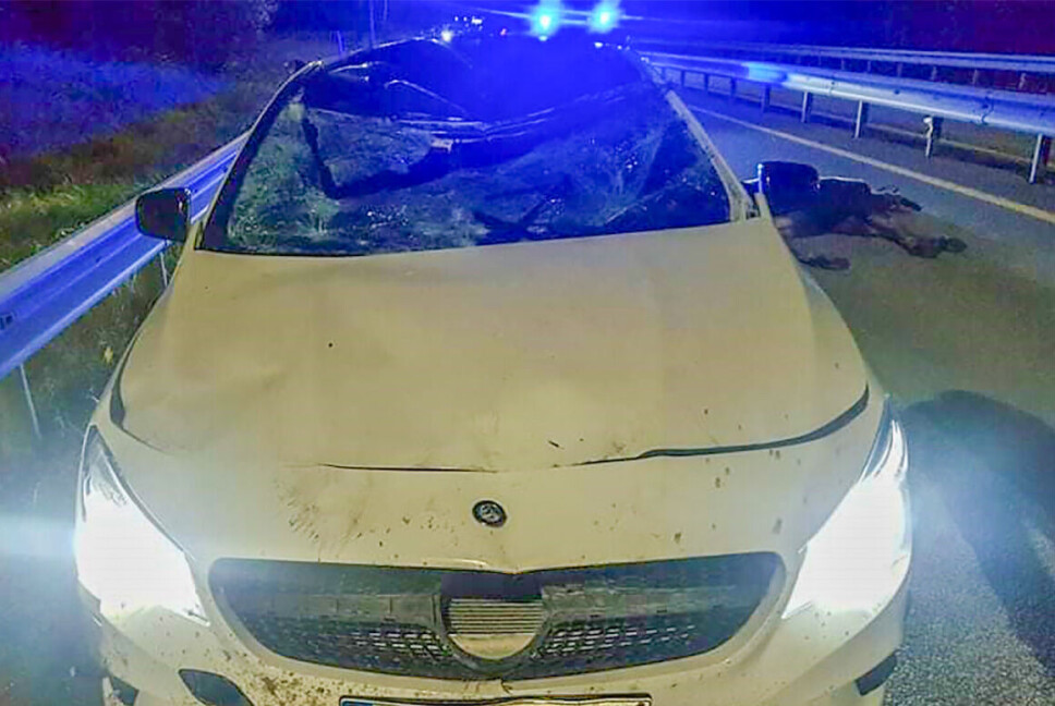 Fikk smadret bilen i elgpåkjørsel - slapp selv med skrekken