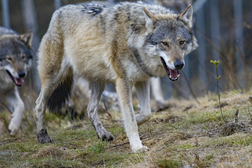 ULV I FANGENSKAP: Her fra Bjørneparken i Flå - snart det eneste stedet ulven vil overleve i Norge, mener Naturvernforbundet.