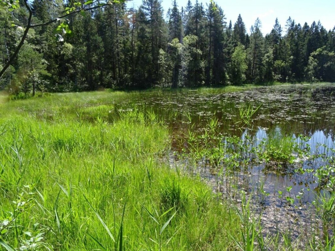 VERNES: Gammel barskog og rikmyr i Austadmarka blir nå naturreservat.