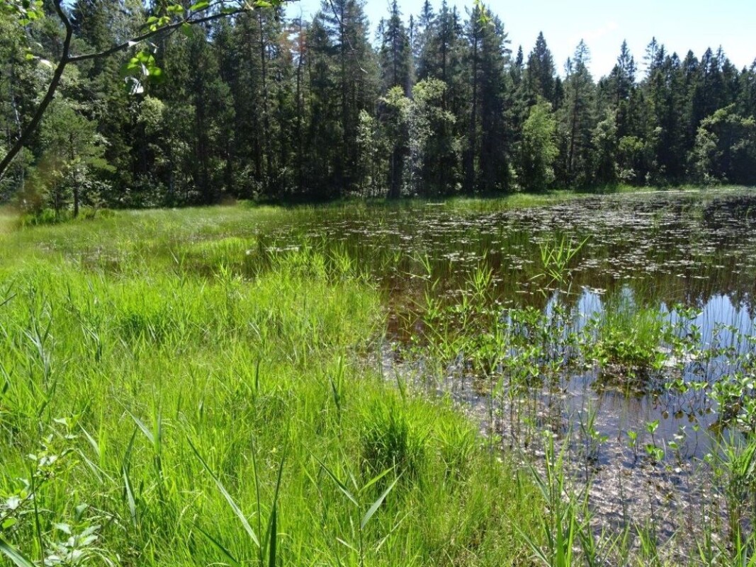 VERNES: Gammel barskog og rikmyr i Austadmarka blir nå naturreservat. VERNES: Gammel barskog og rikmyr i Austadmarka blir nå naturreservat.