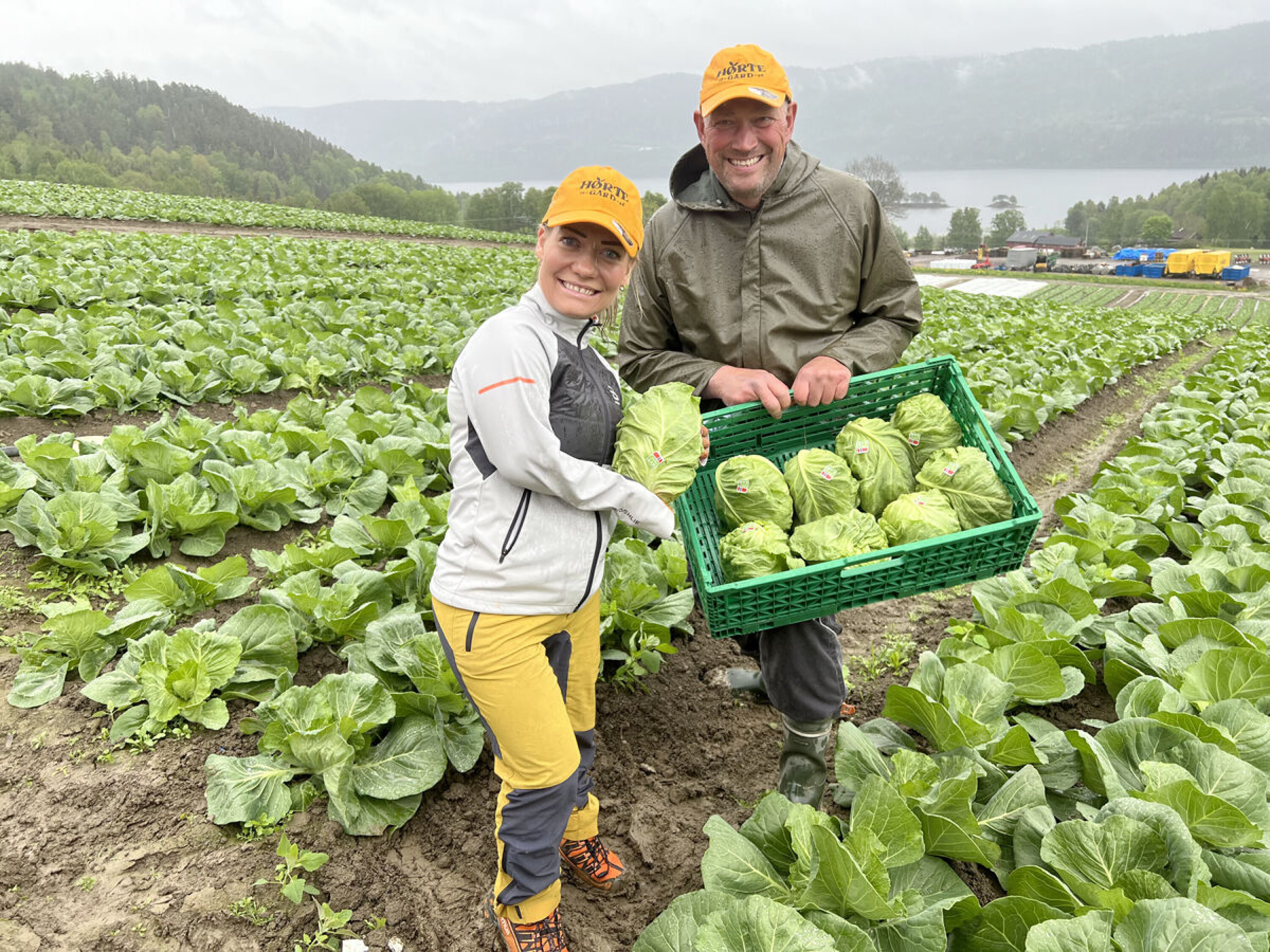 Landbruks- og matminister Sandra Borch og kålprodusent Anders Hørthe i åkeren på Hørte gård i Sylling med årets nykål.