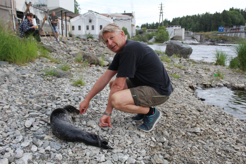 Sel dukket opp i Hellefossen