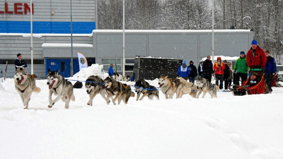 FULL RULLE: Hundene bjeffer, hyler, uler, hopper og spretter.