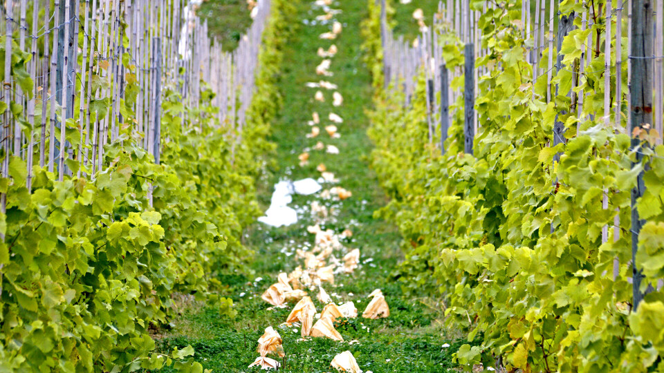 VINRANKER: Vinplantasjen på Egge Gård har levert sin første årgang musserende vin.