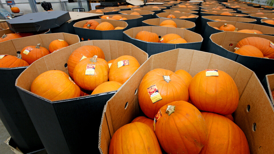 KLAR TIL UTKJØRING: Her er gresskarene rengjort, veid og stemplet, klar for utlevering til butikker og supermarked før Halloween.