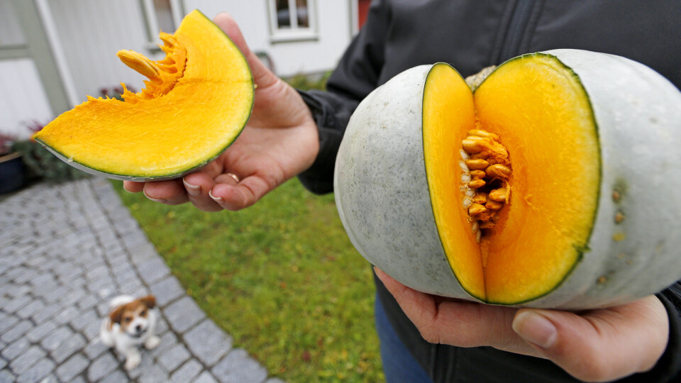 HVITT OG GODT: Hvite utvendig, men oransje innvendig. - Og mye bedre på smak, mener gresskardyrker Ragnhild Nærstad.