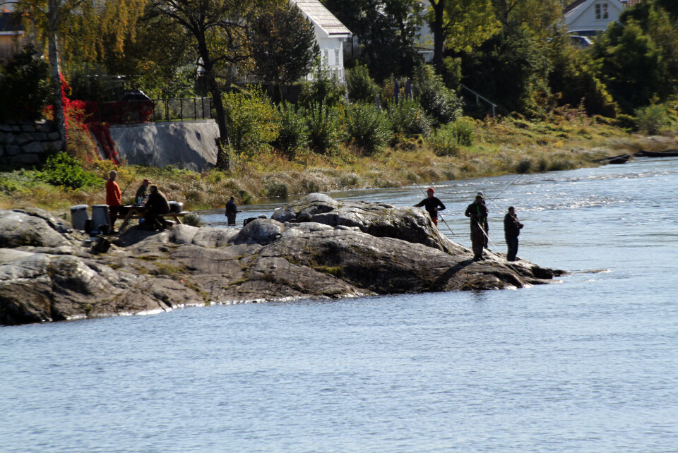 Her fiskes det i kø og alle må vente på sin tur. Fisken sto helt oppunder kraftstasjonen.