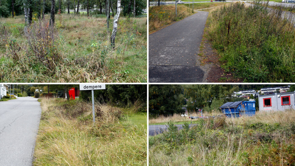 VOKSER FRITT: Bildene viser kommunale grøntarealer i Solbergelva, Krokstadelva og Mjøndalen hvor ordet «gressplen» er en saga blott.