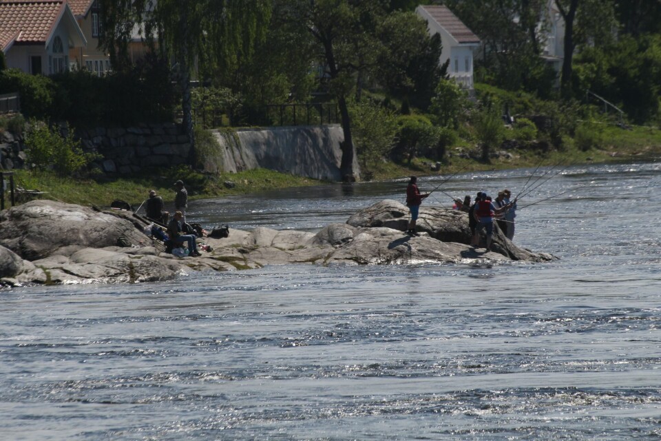 LAKSESESONGEN ER IGANG: Slik ser det ut langs Drammenselva. (FOTO: ROY HANSEN / EIKERNYTT.NO)
