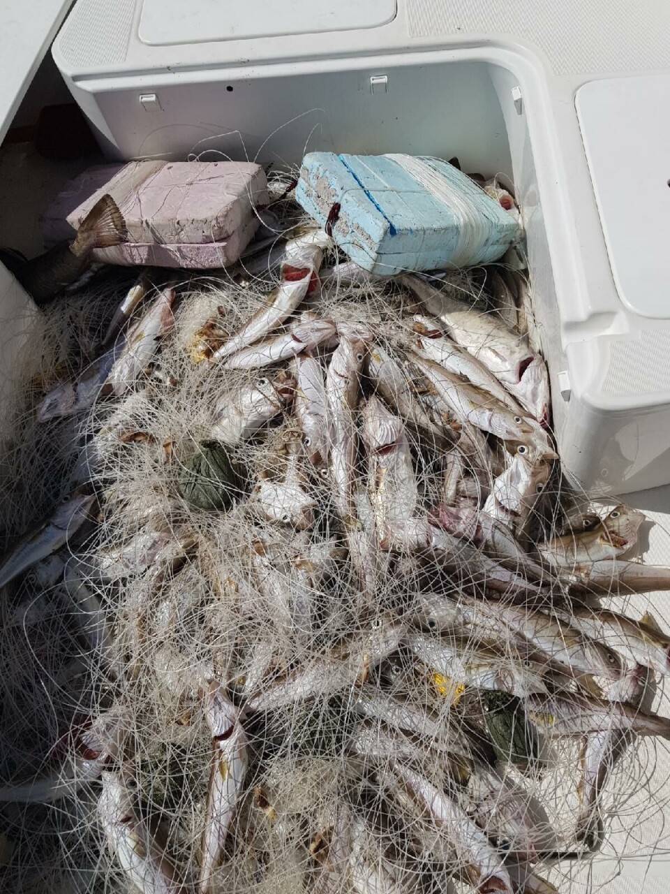 Avslørte tyvfiske med ulovlig garn i Drammensfjorden