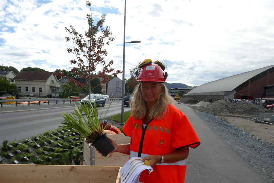 SPENT: Kirstine Laukli i Statens vegvesen er spent på om staudene vil vokse og trives langs Bjørnstjerne Bjørnsons gate i Drammen.