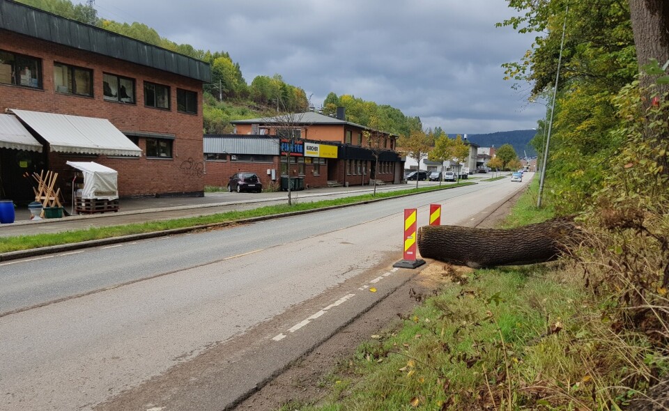 Massivt tre sperret trafikken i Holmestrandsveien