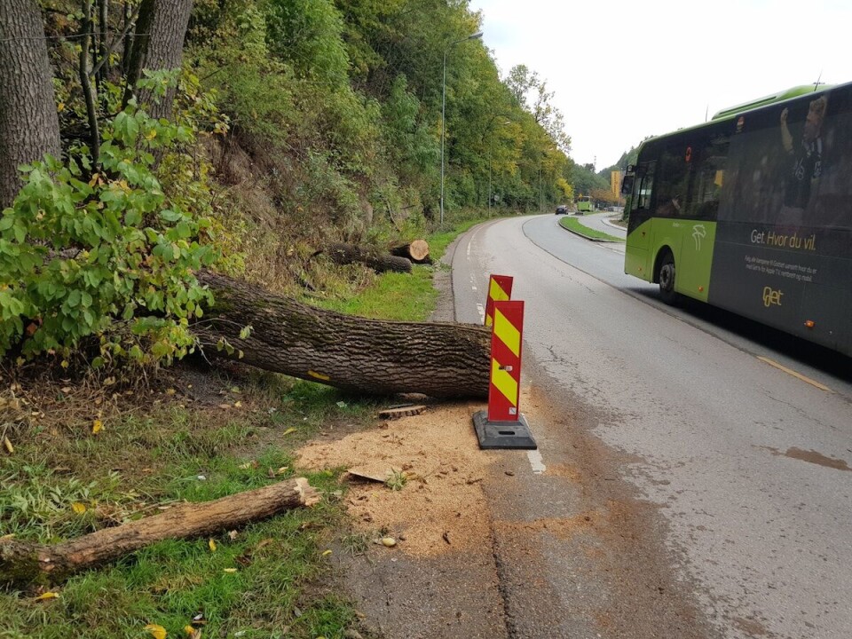 Massivt tre sperret trafikken i Holmestrandsveien