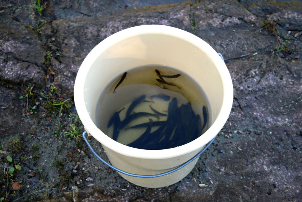 MER FISK: Fisk fra mai i år og mai i fjor ble satt ut i tjernet.