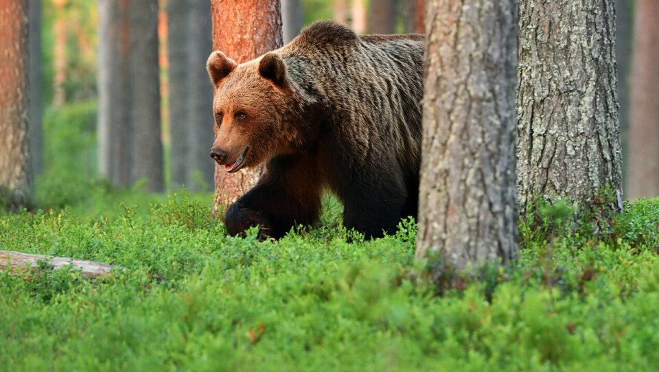 SETT I ØVRE EIKER: Brunbjørnen kan være et skummelt møte. Den hører vanligvis ikke hjemme i vårt distrikt, men streifbjørner registreres ved jevne mellomrom. (FOTO: ISTOCKPHOTO/GETTYIMAGES)