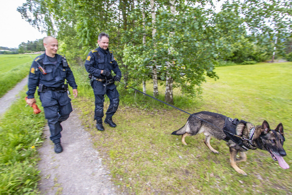 FANGST: Her har to svette hundeførere fra Drammen akkurat fakket en av kjeltringene.