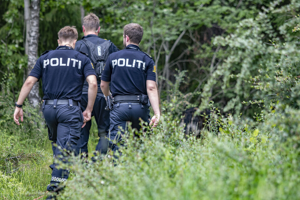 HUNDESØK: Her i skogen i Skafjellåsen-området.