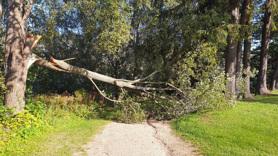 TREFALL: Ved turveien langs elva på Gulskogen.