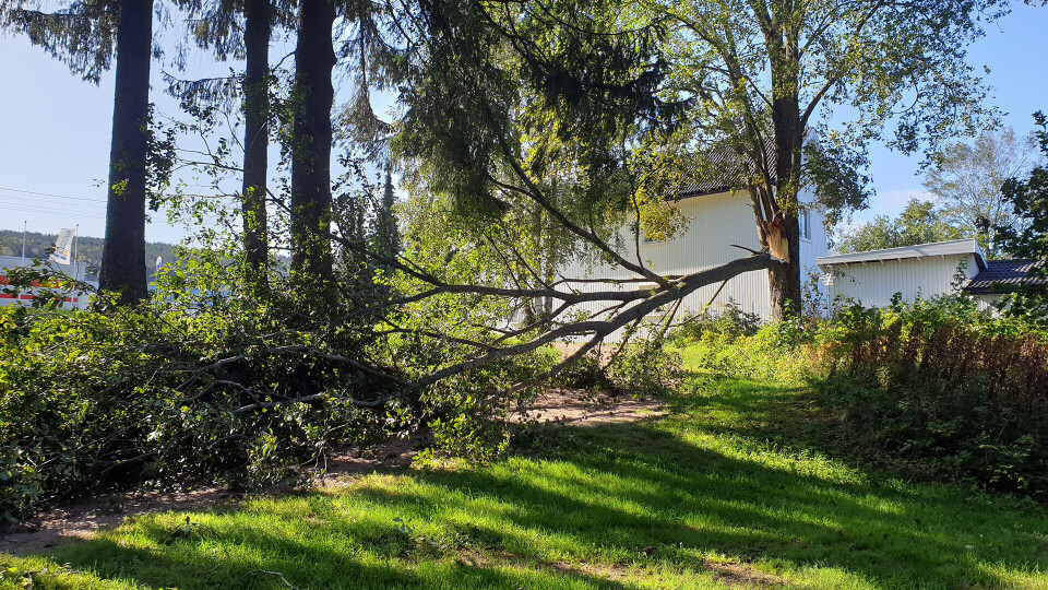 TREFALL: Ved turveien langs elva på Gulskogen.TREFALL: Ved kirkegården i Drammen.