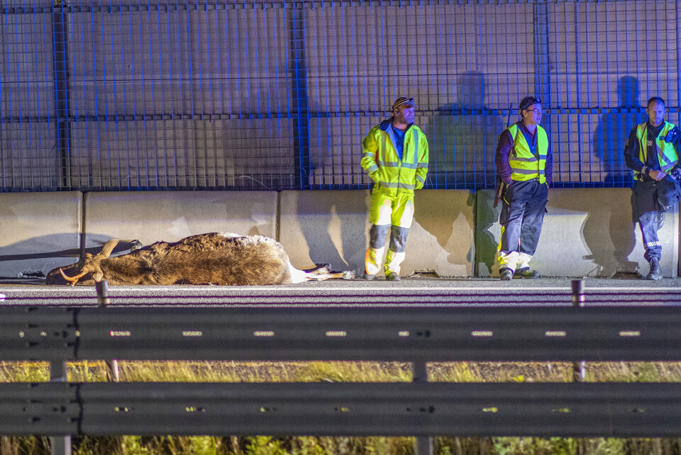 SLAKT: Her har elgen blitt avlivet av viltnemda.ELGKARBONADER: Et sykehjem i nærheten får trolig nyte godt av elgkjøttet.
