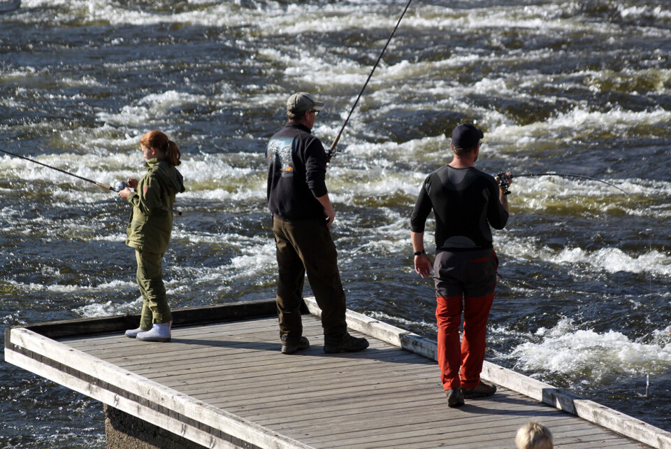 Mye aktivitet og godt fiske under sesongavslutningen i Hellefossen