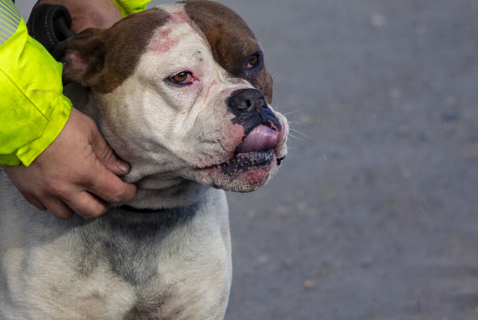 AVLIVET: Hundeeieren fikk pålegg om avliving kort tid etter hendelsen.