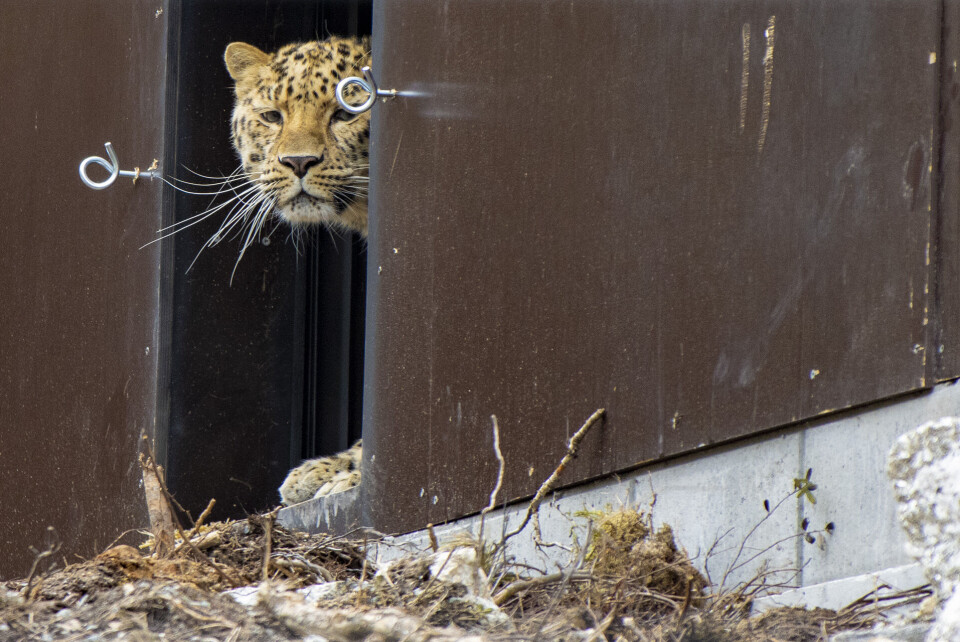 EN FORSIKTIG KIKK: Amurleoparden Igor ble stående litt nølende i døråpningen før han dristet seg ut noen sekunder for å sjekke dagens måltid.