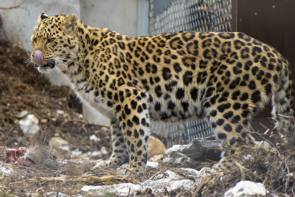 Amurleopardene Igor og Zino er Buskeruds nye publikumsmagnet