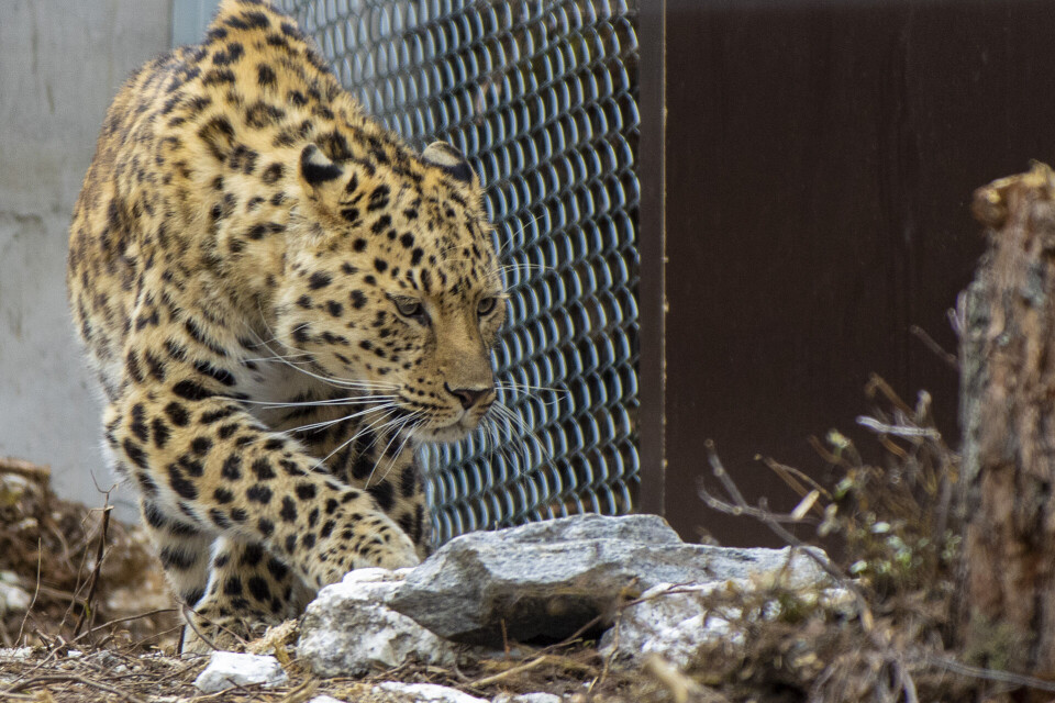 Amurleopardene Igor og Zino er Buskeruds nye publikumsmagnet