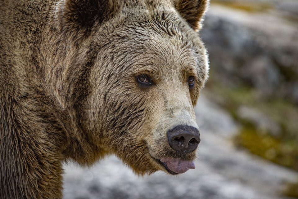 Amurleopardene Igor og Zino er Buskeruds nye publikumsmagnet