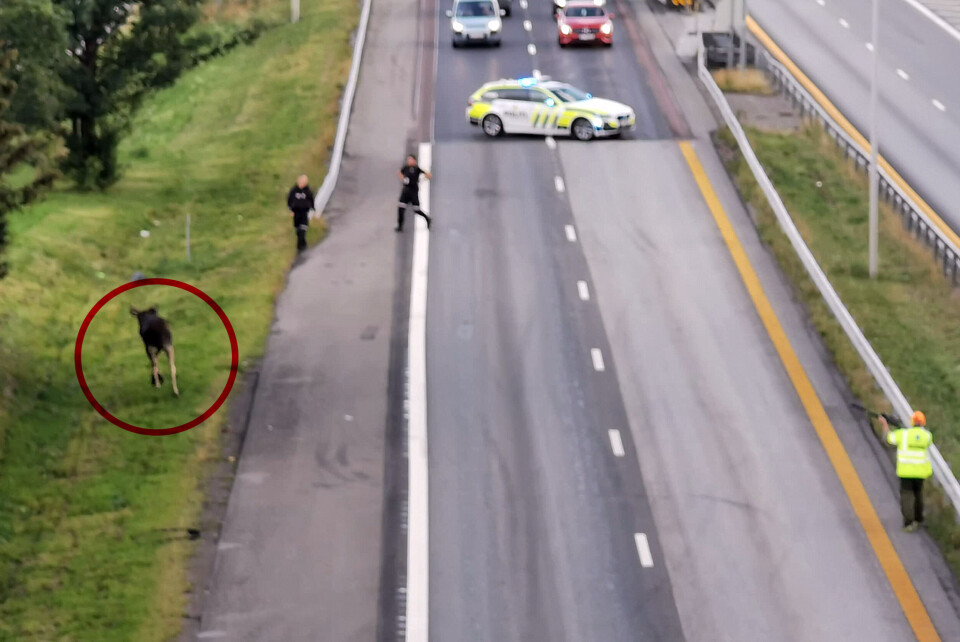 SKUTT: Her blir elgen skutt av viltnemda på enden av motorveibrua.