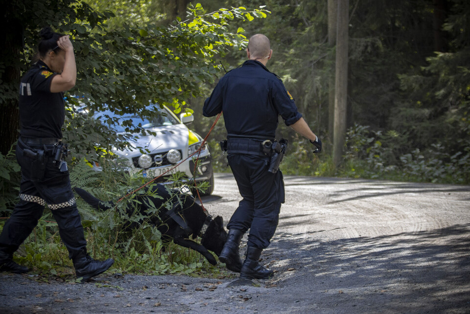 STORSTILT SØK: Flere hundepatruljer og politihelikopter søkte etter mannen i Solbergåsen.