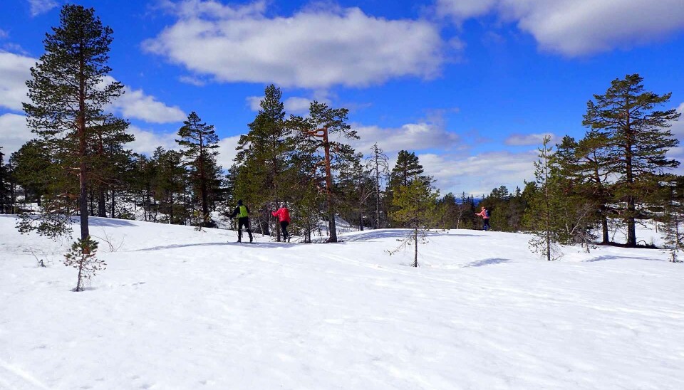 Skareføre over Holtefjell.