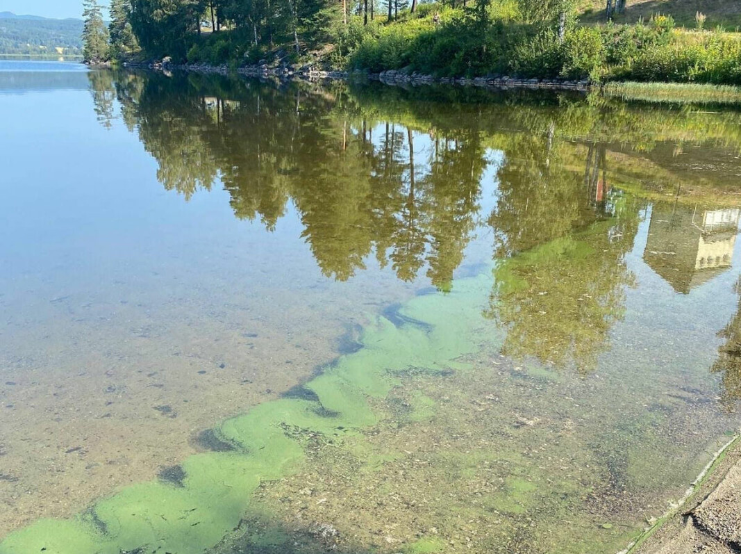Det er observert blågrønnalger langs stranda på Sundhaugen og på enkelte steder i Eiker. Det kan være svært helsefarlig å bade her.
