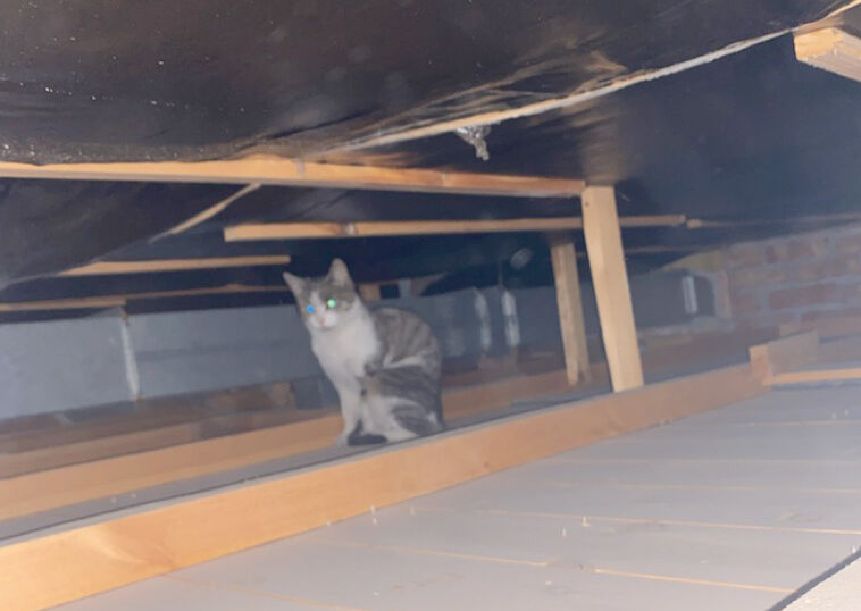 Denne katten ville ikke la seg fange, men makrell i tomat smakte likevel godt.