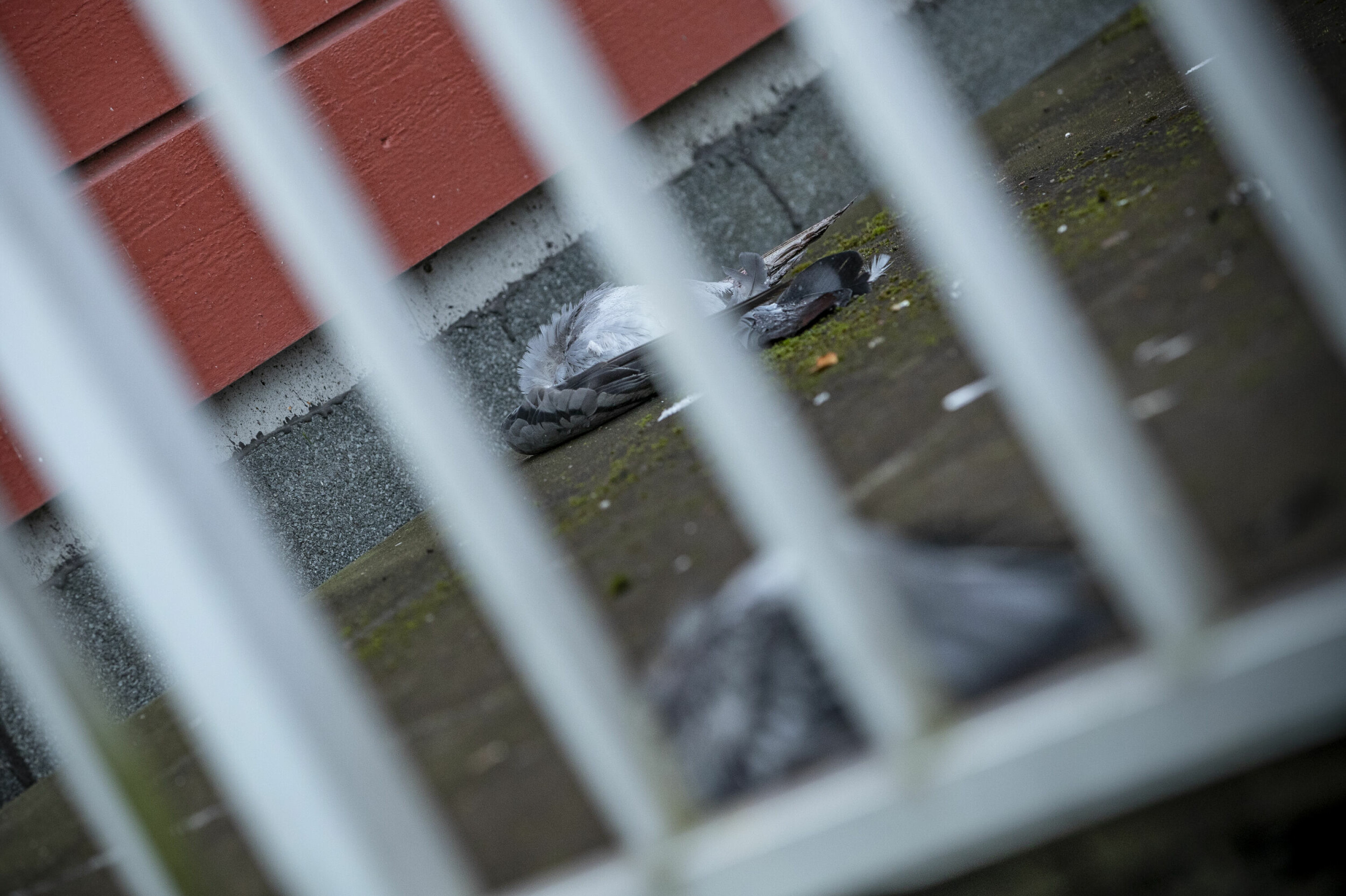 MYSTERIUM: Langs vannkanten, turveiene og boligene ved Drammenselva har det dukket opp en rekke døde duer som fremstår som mishandlet den siste tiden.