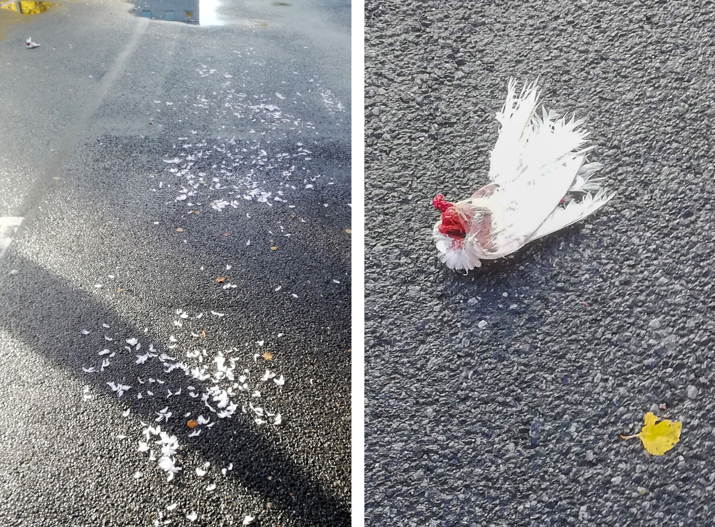 NATURENS GANG? Bildene av denne dua på en parkeringsplass på Åssiden etterlater ingen tvil om at det har pågått en kamp på liv og død.