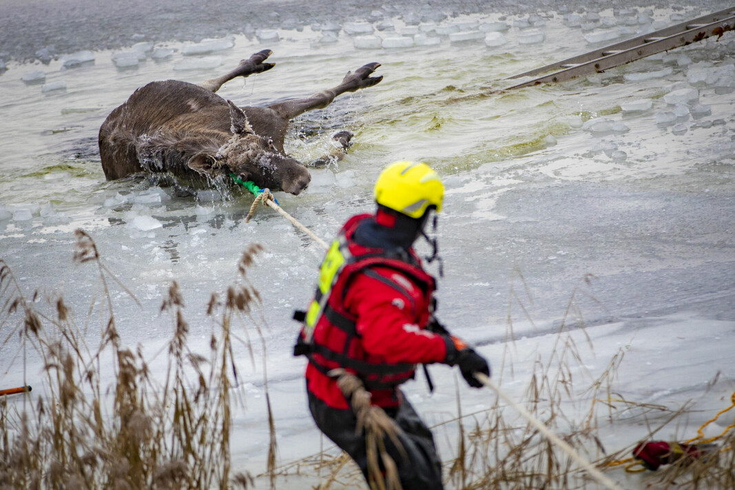 SKJEBNESVANGER TUR PÅ ISEN: Her blir elgen dratt opp av isråken av et arbeidslag bestående av brannvesenet og viltnemda etter over en time i den iskalde Drammensfjorden.