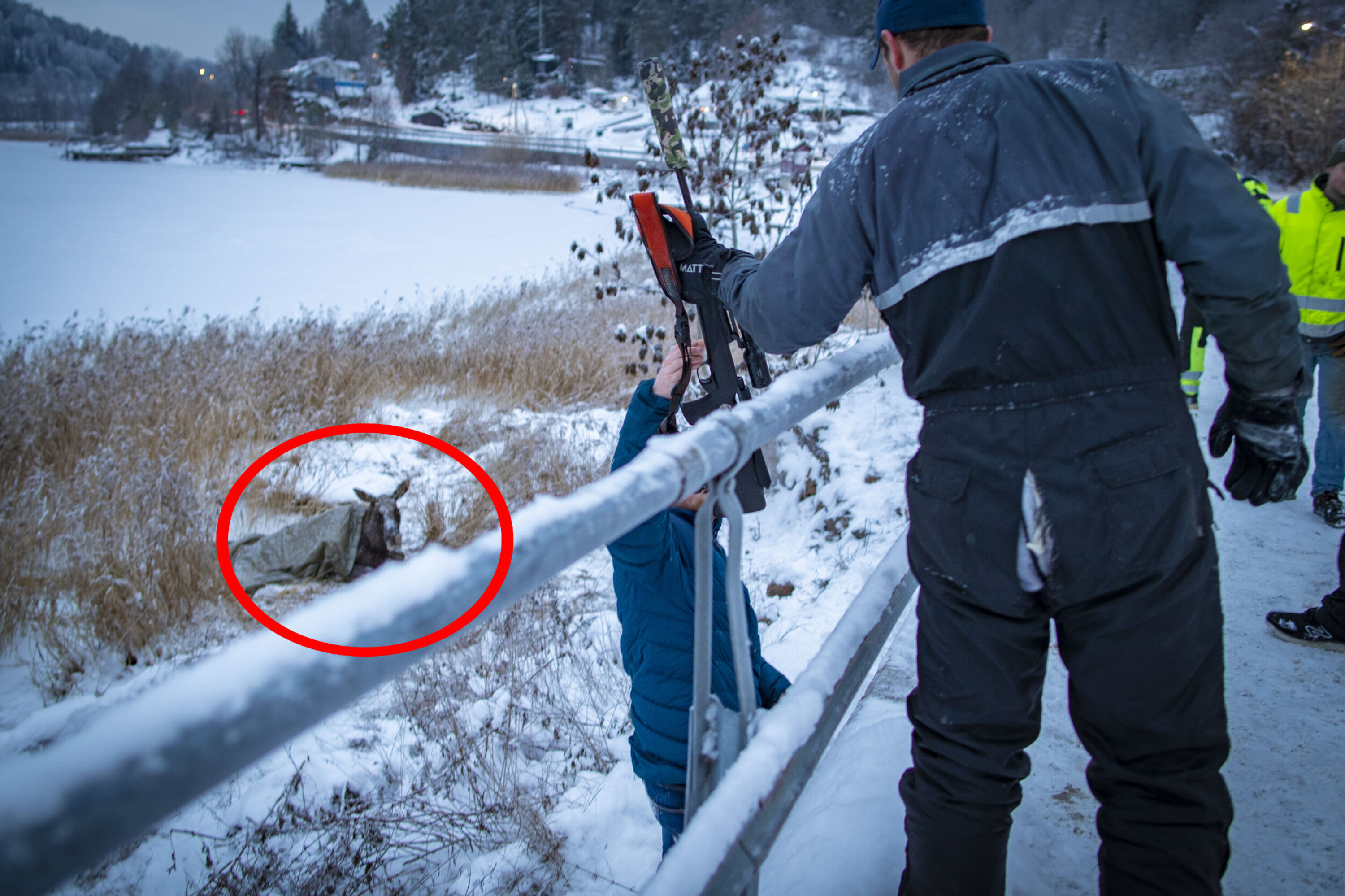 EN HELDIG ELG: Elgen var først nære ved å både drukne og fryse ihjel i fjorden. Senere stirret den døden i hvitøyet i form av viltnemdas riflemunning - men unnslapp igjen.