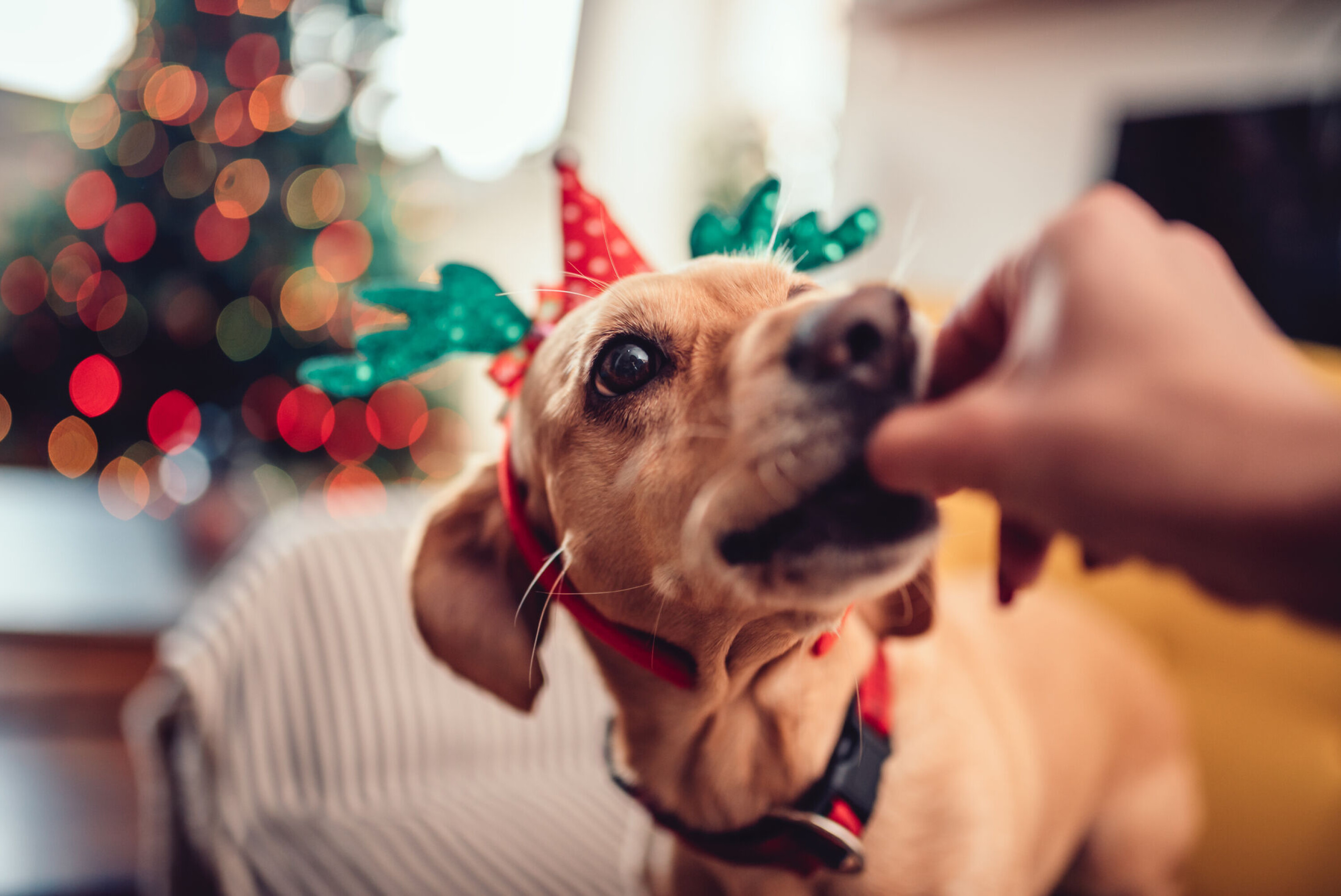 Slik gir du hunden en fin juletid
