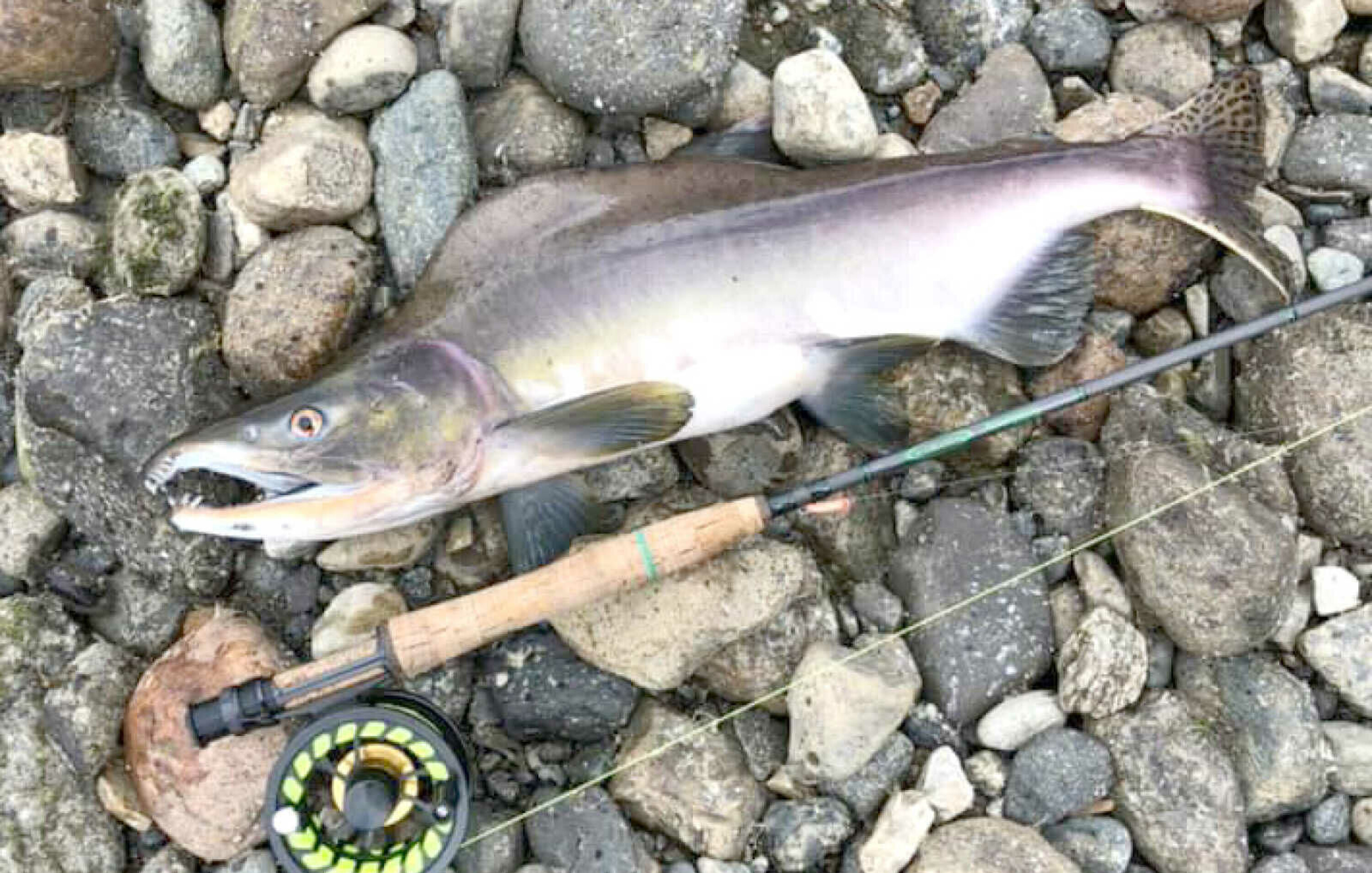 Kan stoppe pukkellaks med fiskesperre