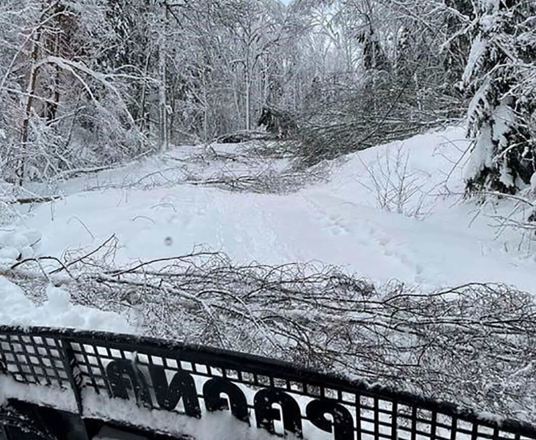 TREFALL: Her fra Nordbykollen. TREFALL: Her fra Nordbykollen.