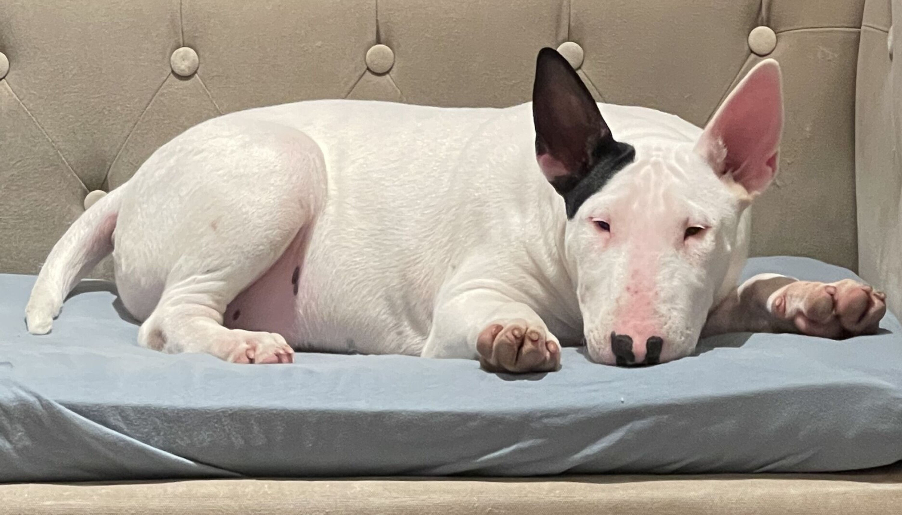 SAVNET: Et stort apparat er satt i sving for å finne denne hunden.