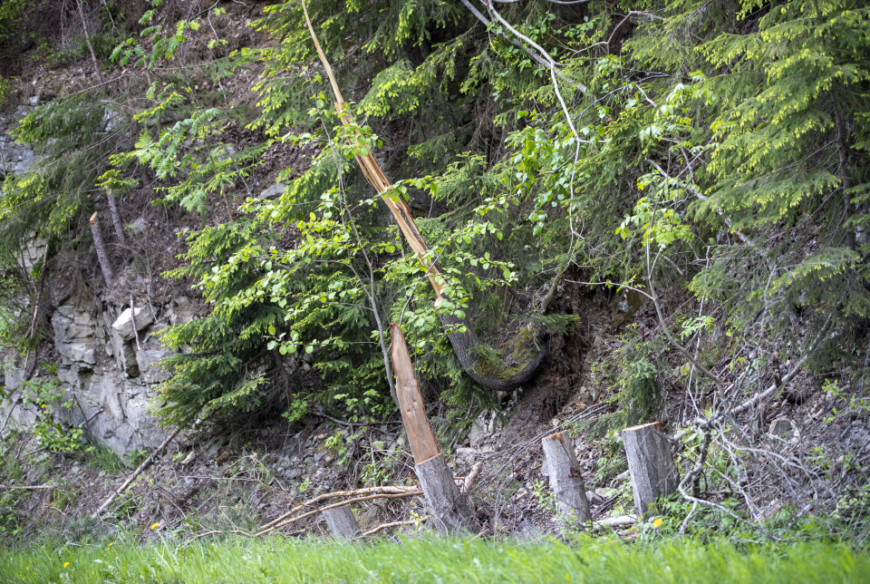 Reagerer på brutal kapping langs veiene: - Ser ut som en krigssone