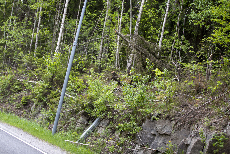 Reagerer på brutal kapping langs veiene: - Ser ut som en krigssone