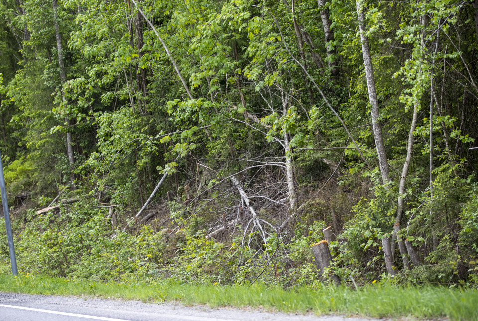 Reagerer på brutal kapping langs veiene: - Ser ut som en krigssone